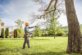 How Our Tree Care Process Works  in Tornillo, TX